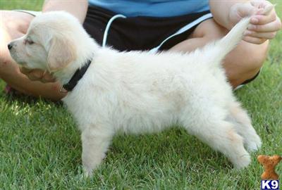 Puppies in Paola